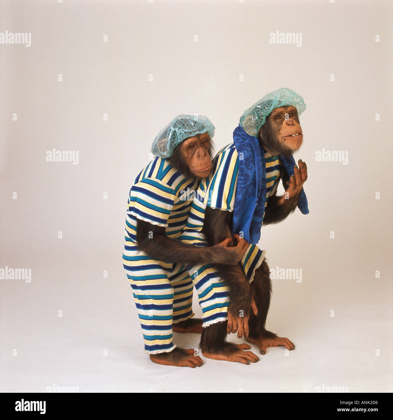 Savana due scimpanzé con costumi da bagno / Pan troglodytes Foto stock -  Alamy