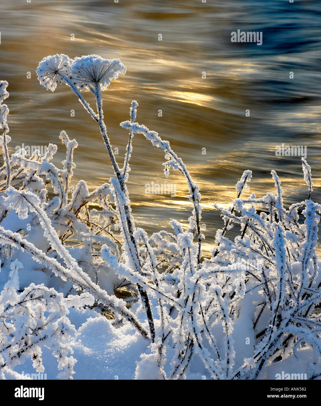 Coperta di neve fiore Angelica Foto Stock