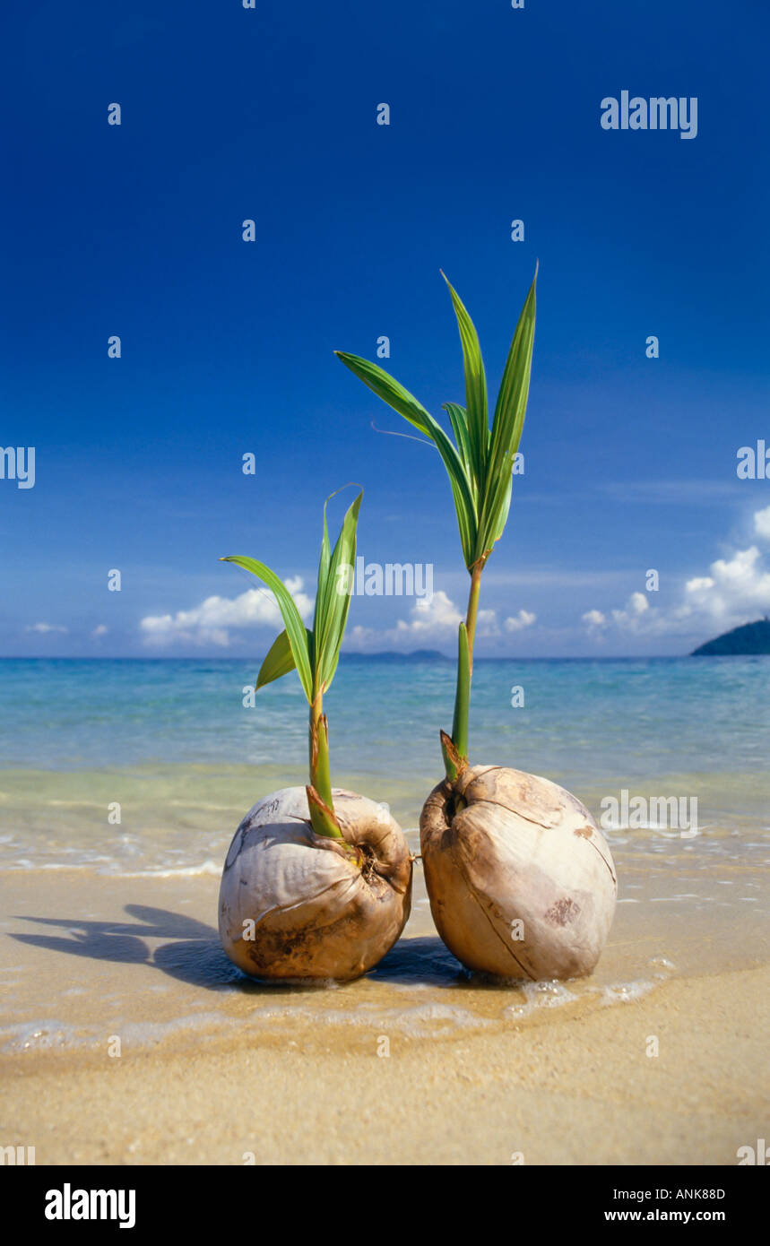 Germinatori di noci di cocco su una spiaggia tropicale, Cocos nucifera Foto Stock