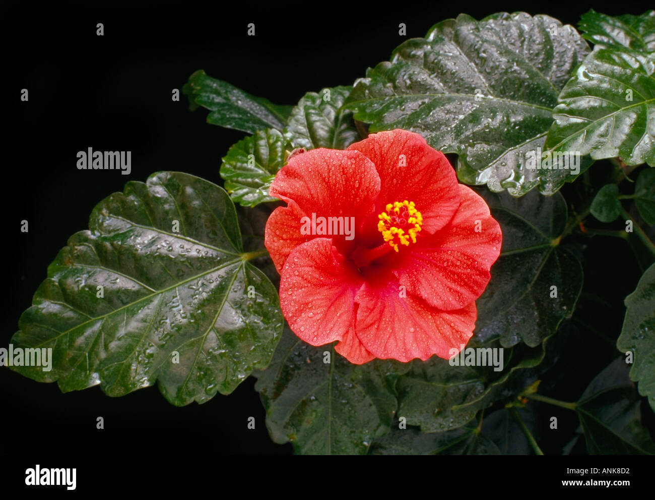 Fiori di ibisco Malaysia fiore nazionale Bunga Raya Foto Stock