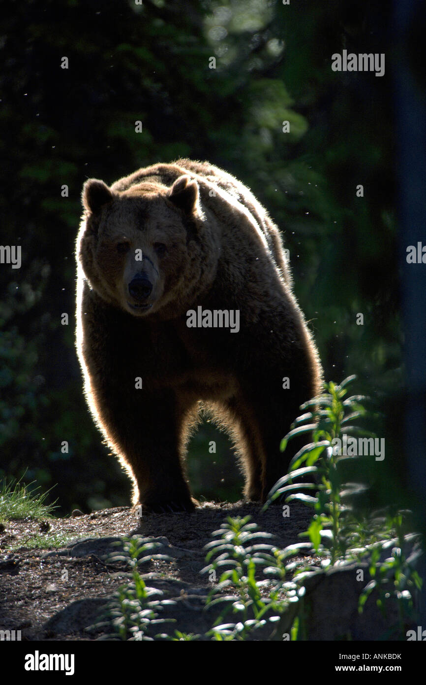 Unione orso bruno Ursus arctos maschio adulto nella taiga forest Martinselkonen Finlandia Giugno Foto Stock