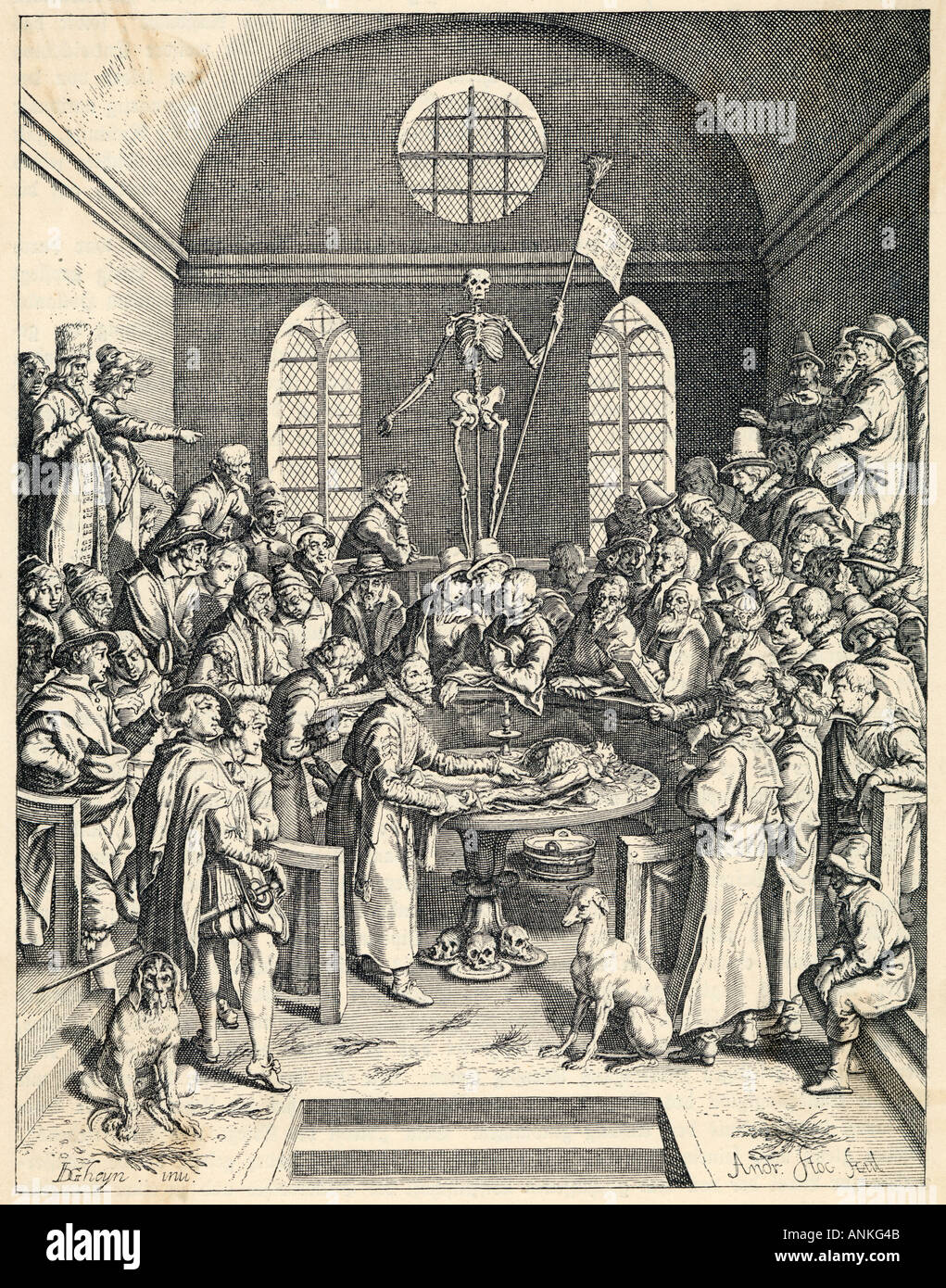 Anatomia medica C16 Foto Stock