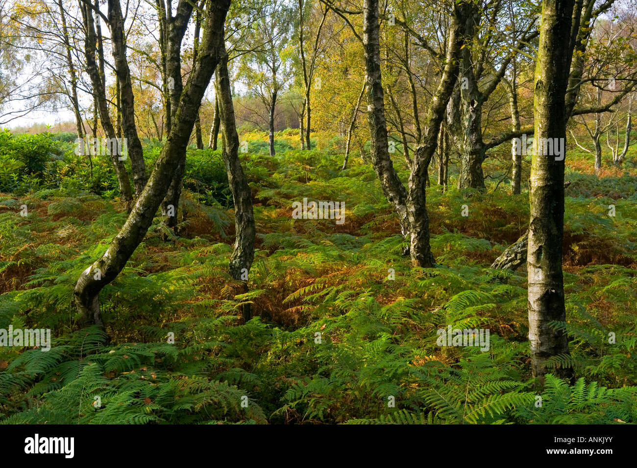 Alberi su Stanton Moor tra Matlock e Bakewell nel Parco Nazionale di Peak District Derbyshire England Regno Unito Foto Stock