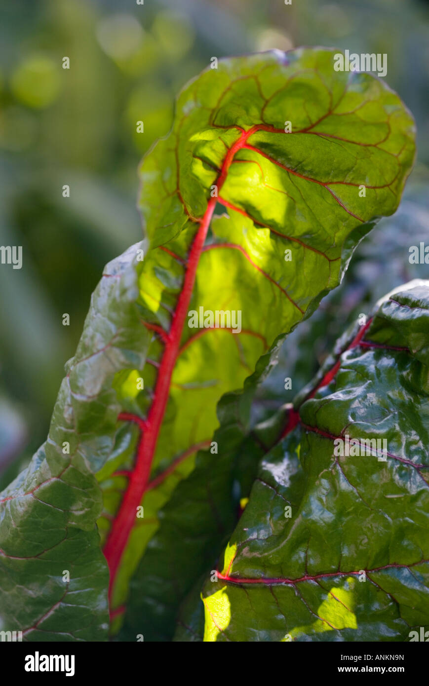 Le bietole/Ruby foglie di bietole Foto Stock