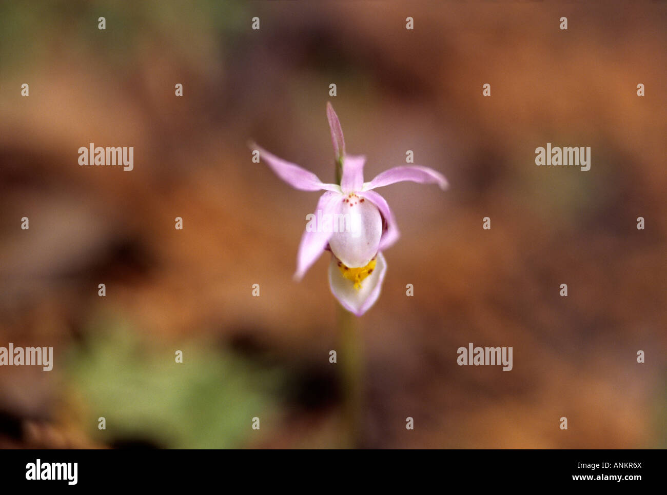 Calypso Fairy Slipper, Calypso bulbosa Foto Stock