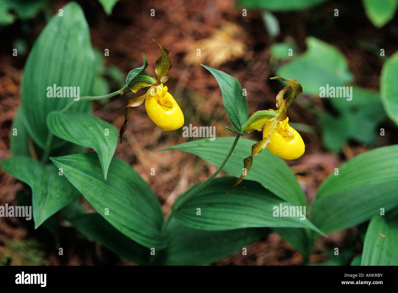 Yellow Lady S Slipper, Cypripedium calceolus, Bruce Peninsula National Park, Ontario, Canada, Nord America Foto Stock