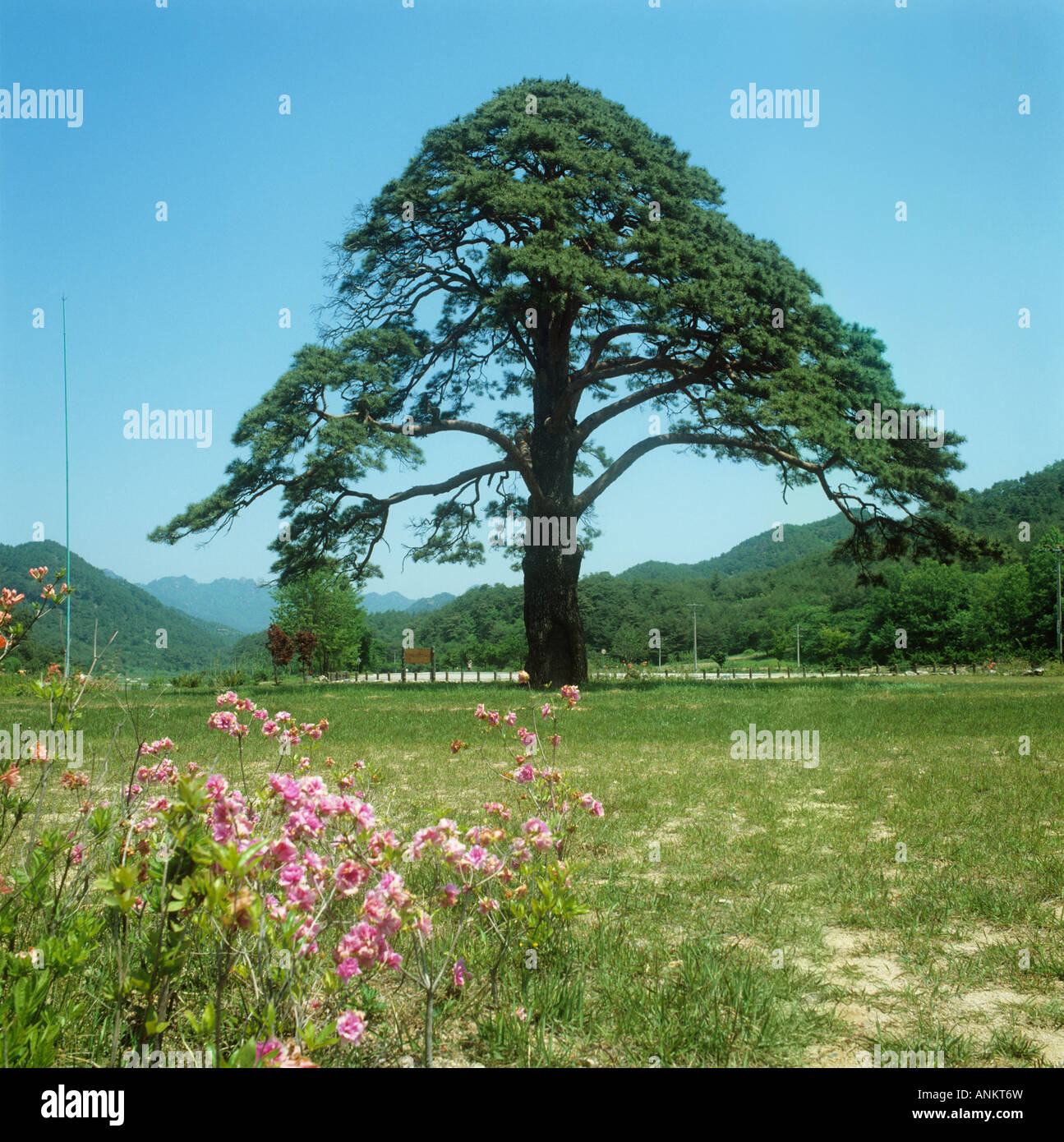 Corea.Quando il re Sejo(Yi dynasty), questo albero sollevato i suoi rami per il re di passare.TheKing premiata it rendendo un Ministro Foto Stock