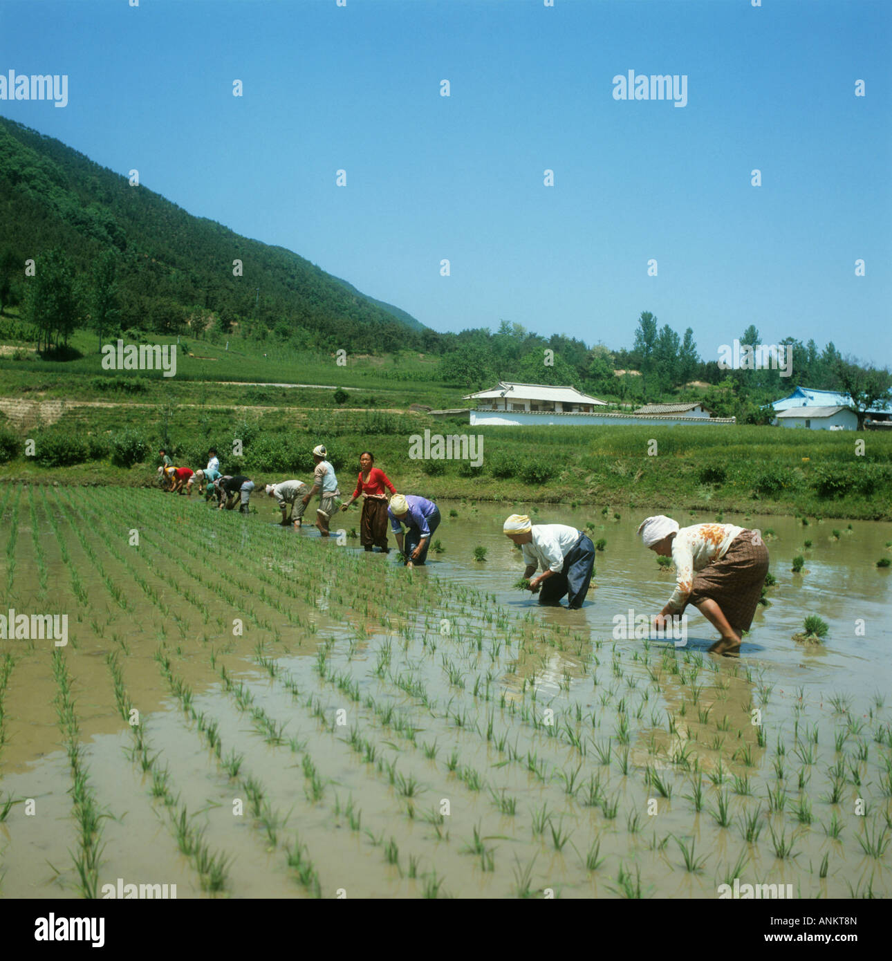 Corea. Le donne del trapianto del riso in un campo di risone. Questo lavoro di rottura viene effettuata due volte o se fortunati tre volte l'anno. Foto Stock