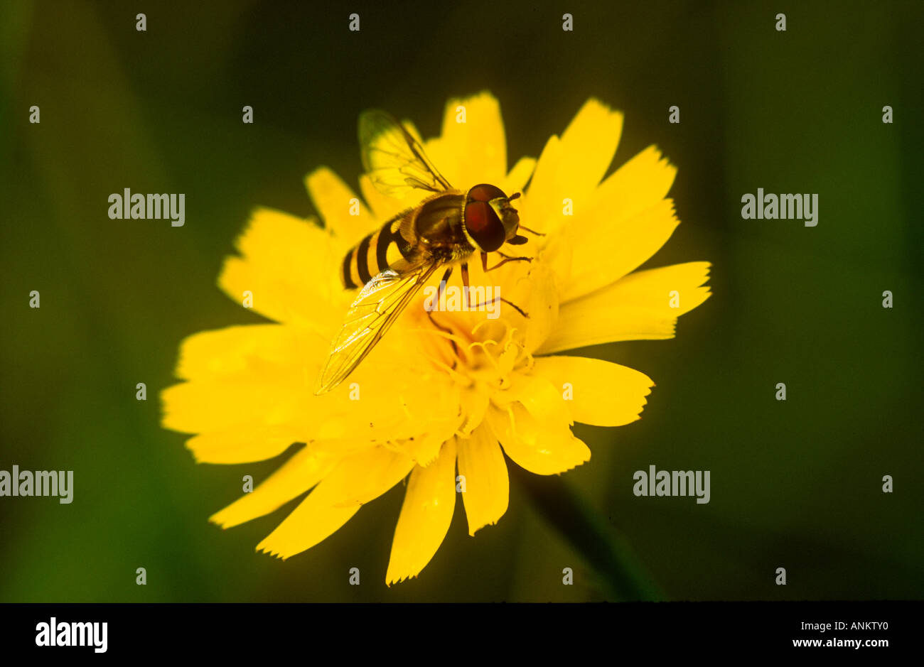 Hoverfly Syrphidae specie su un fiore giallo, Potteric Carr NR, Doncaster, South Yorkshire Foto Stock