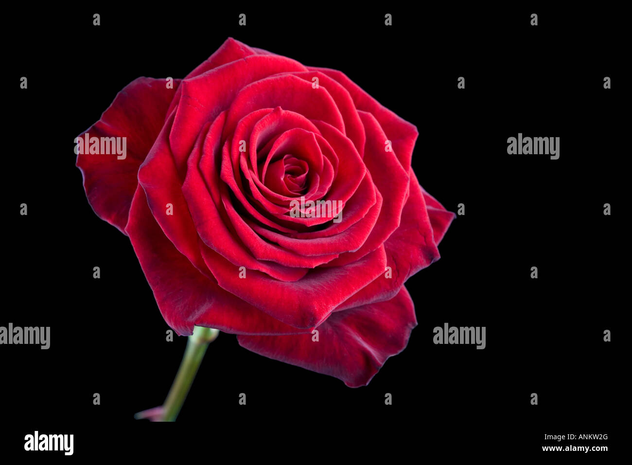 In prossimità di una bella rosa rossa isolato su sfondo nero Foto Stock