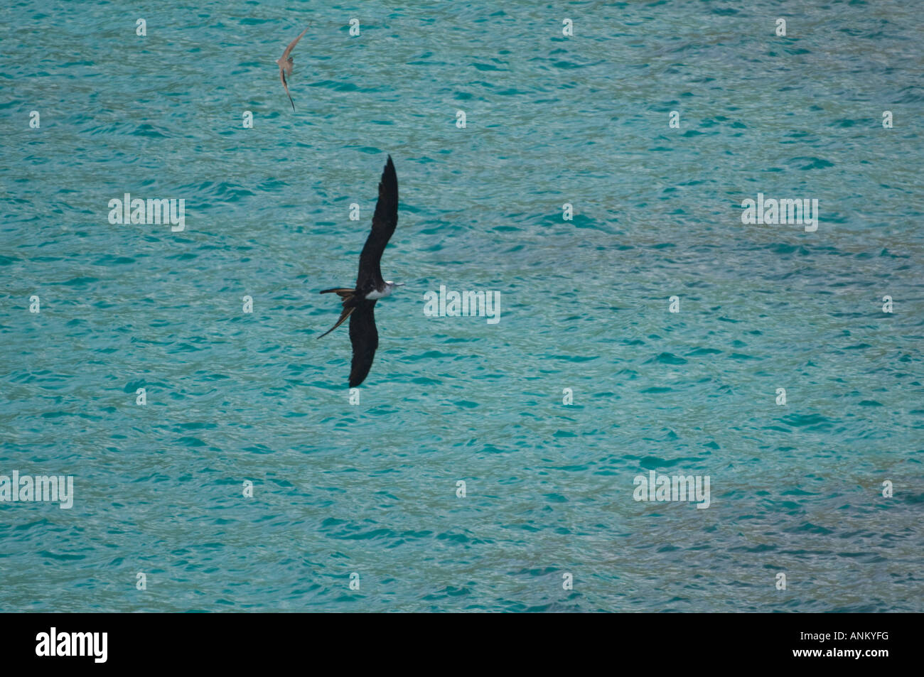 Grande frigatebird (Fregata Minore) a caccia di un marrone noddy (Anous stolidous) Isole Galapagos, Ecuador Foto Stock