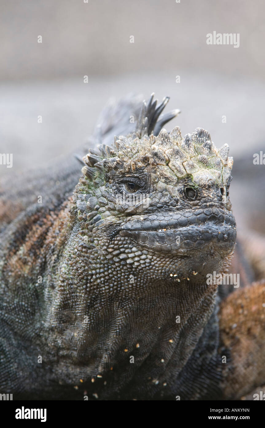 Iguana marina (Amblyrhynchus cristatus) verticale. Isole Galapagos, Ecuador Foto Stock