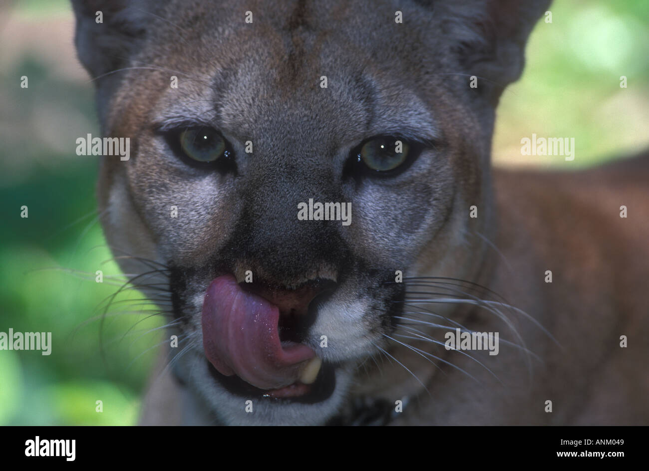 Florida Panther Felis concolor coryi (cattività) Foto Stock