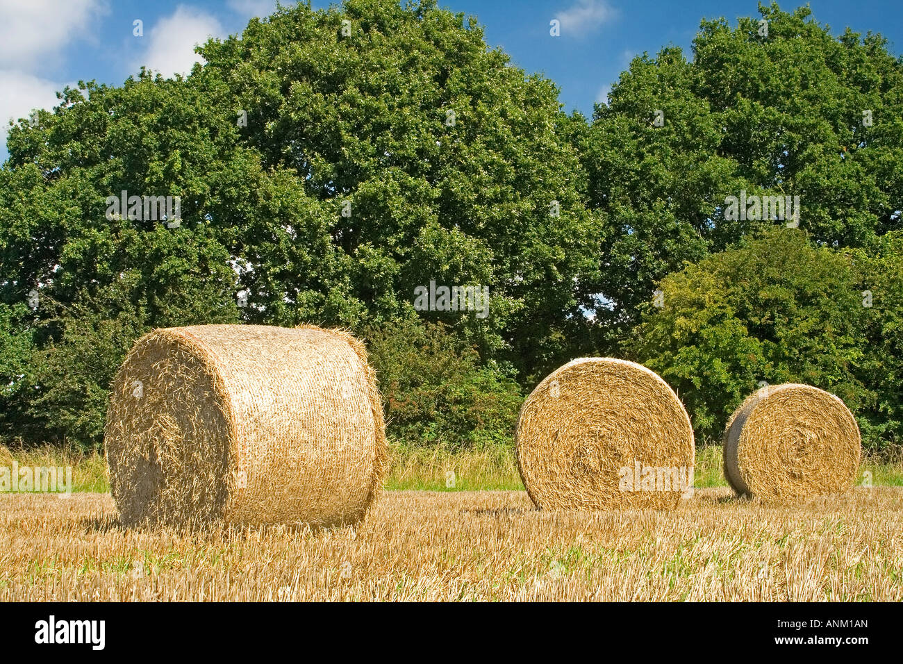 Haystacks e stubbles, estate, pomeriggio, Norfolk, Regno Unito Foto Stock