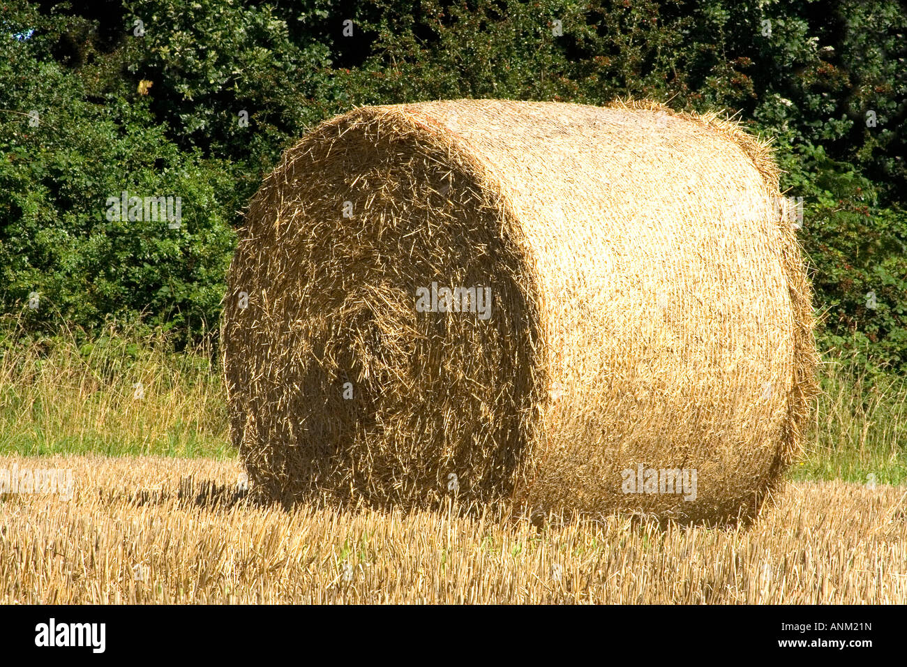 Pagliaio e stubbles, estate, pomeriggio, Norfolk, Regno Unito Foto Stock
