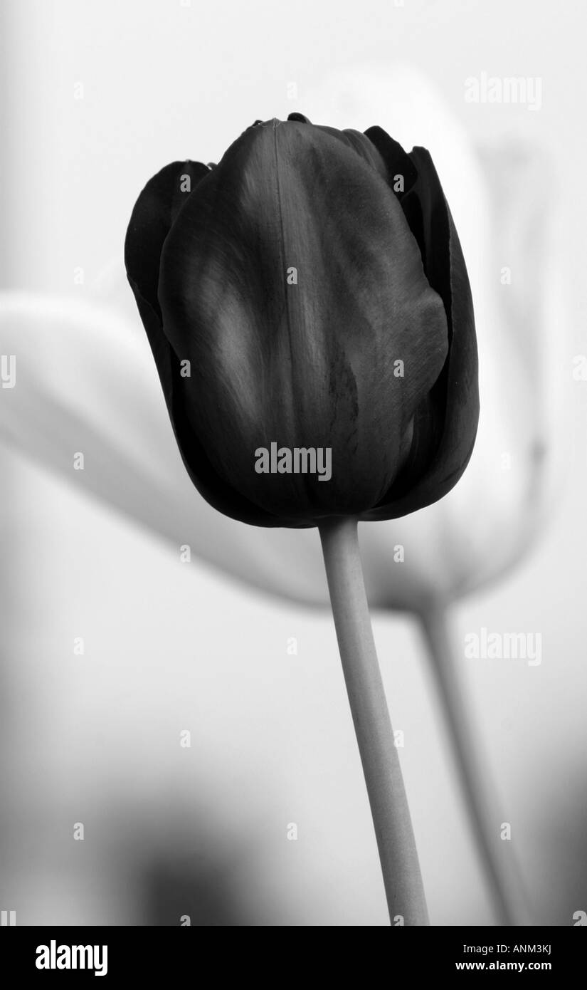 Black Tulip compleanno card designer moderno Foto Stock
