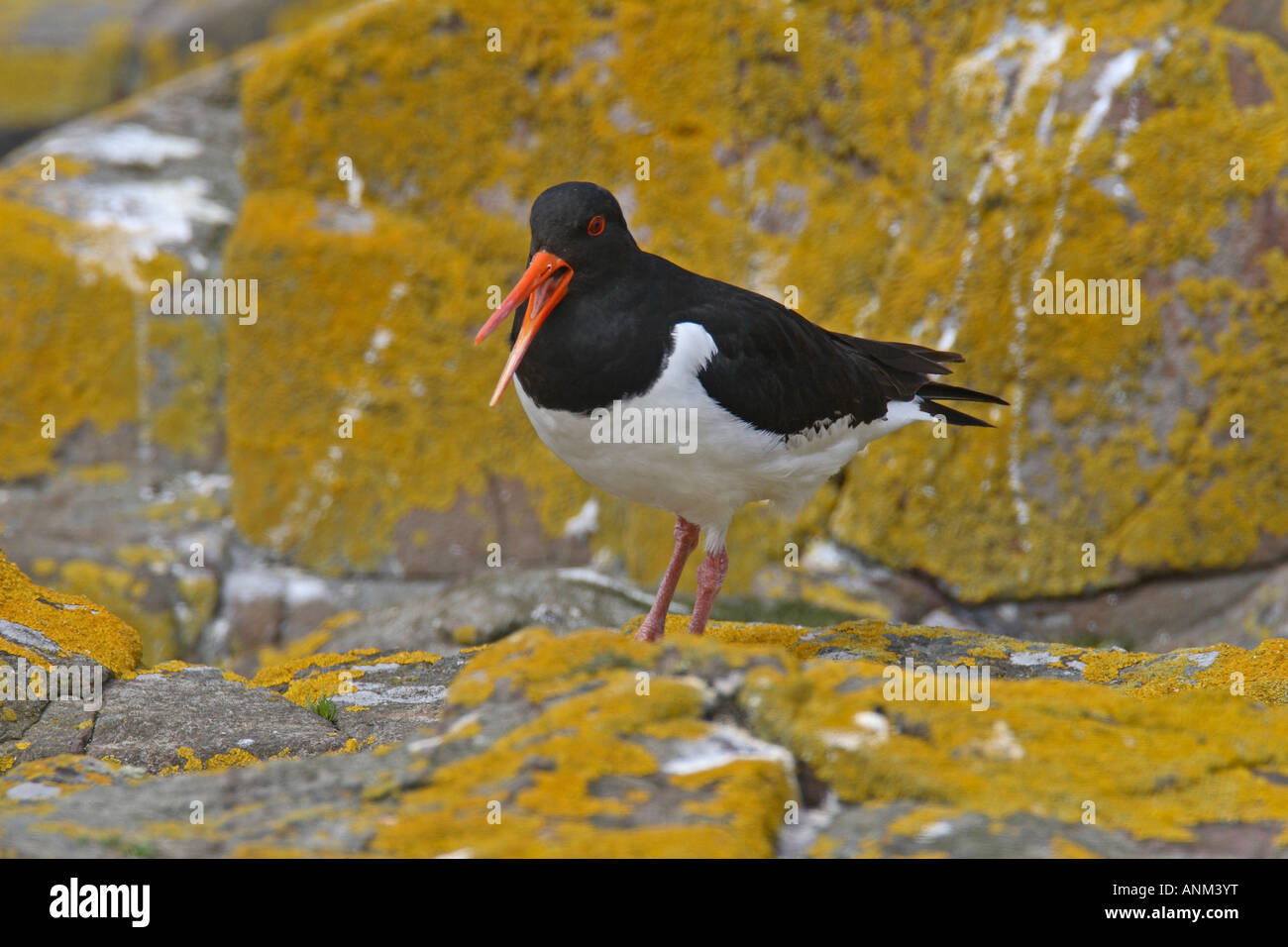 OYSTER CATCHER Haematopus ostralegus chiamando tra rocce Foto Stock