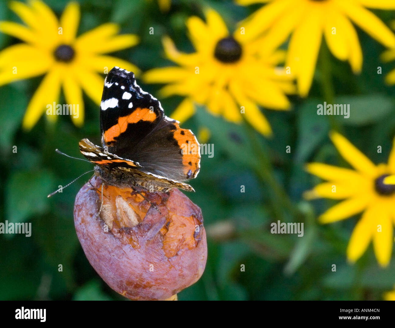 Butterfly (Red Admiral, Vanessa Atalanta) aspirante marcio prugna con fiori di colore giallo (Rudbeckia, compositae) sullo sfondo Foto Stock