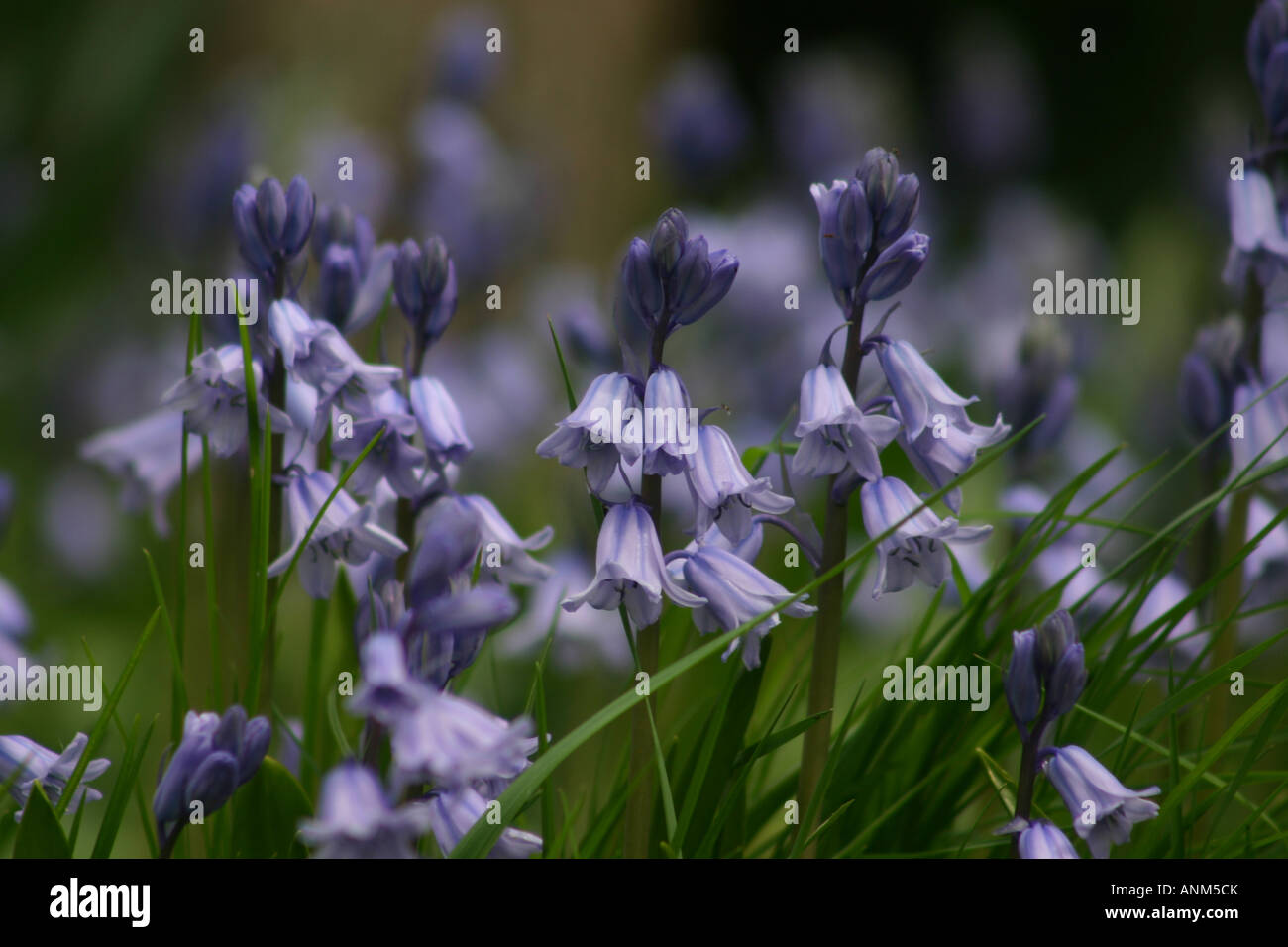 Orizzontale, fora, floreali, fiore, inglese, Bluebell, close up, closeup, Chiudi scheda, design, calendario, fotografia, fotografia, arte Foto Stock