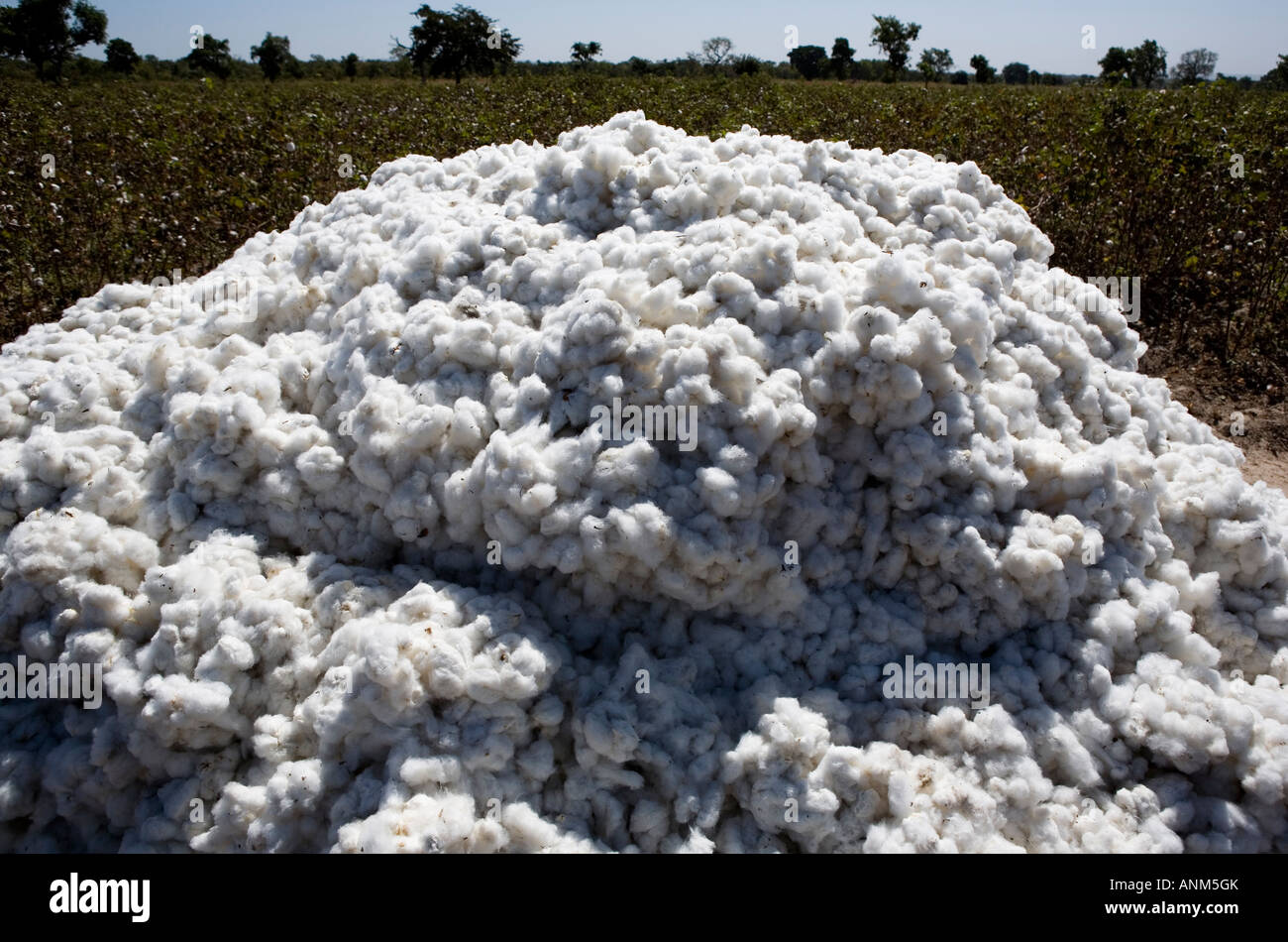 Cotone Fairtrade Mali Foto Stock