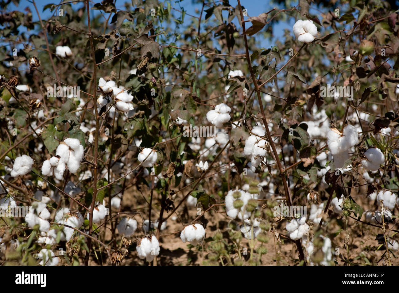 Cotone Fairtrade Mali Foto Stock