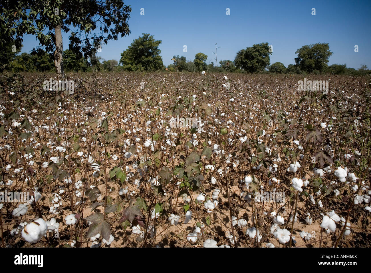 Cotone Fairtrade Mali Foto Stock