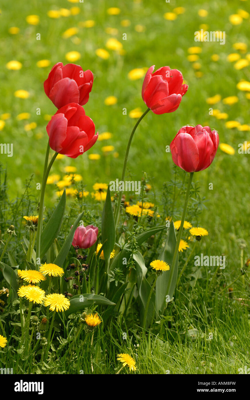 I tulipani sbocciano i fiori nella parte anteriore del Vermont Statehouse in primavera Foto Stock
