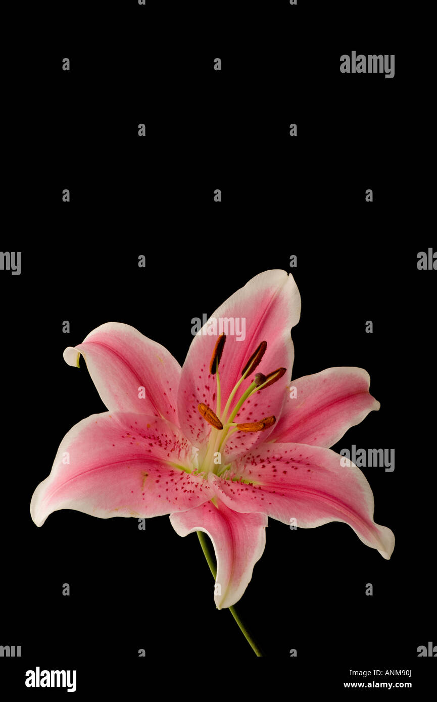 Unico colorato colorato di rosa stargazer ibrido Giglio Fiore lilium bloom su sfondo nero Foto Stock