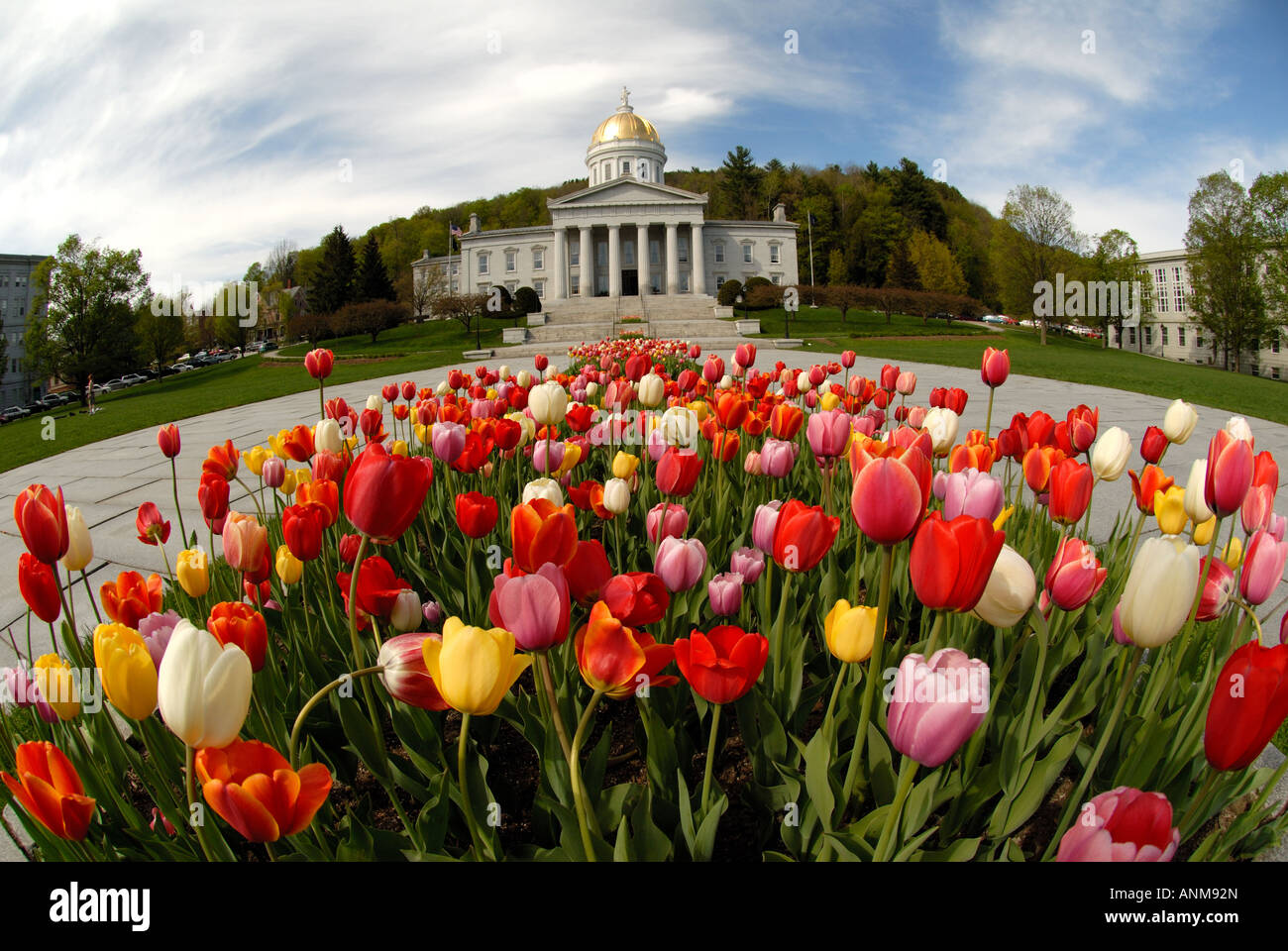 I tulipani sbocciano i fiori nella parte anteriore del Vermont Statehouse in primavera Foto Stock