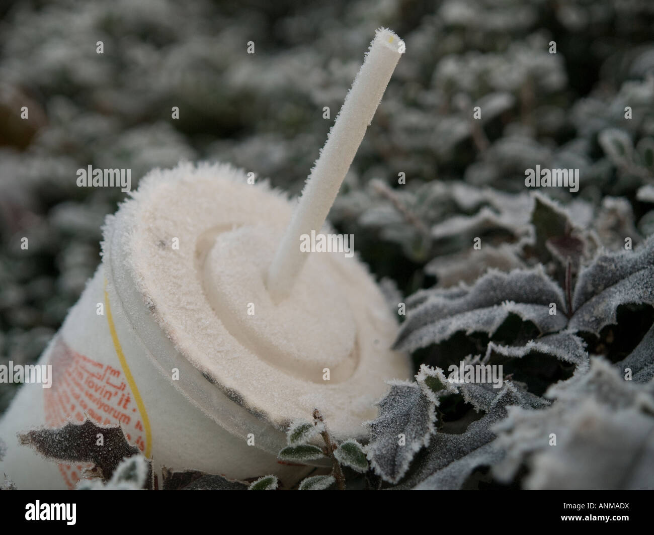 Il fast food drink cartone con paglia in holly bush coperto di brina Foto Stock