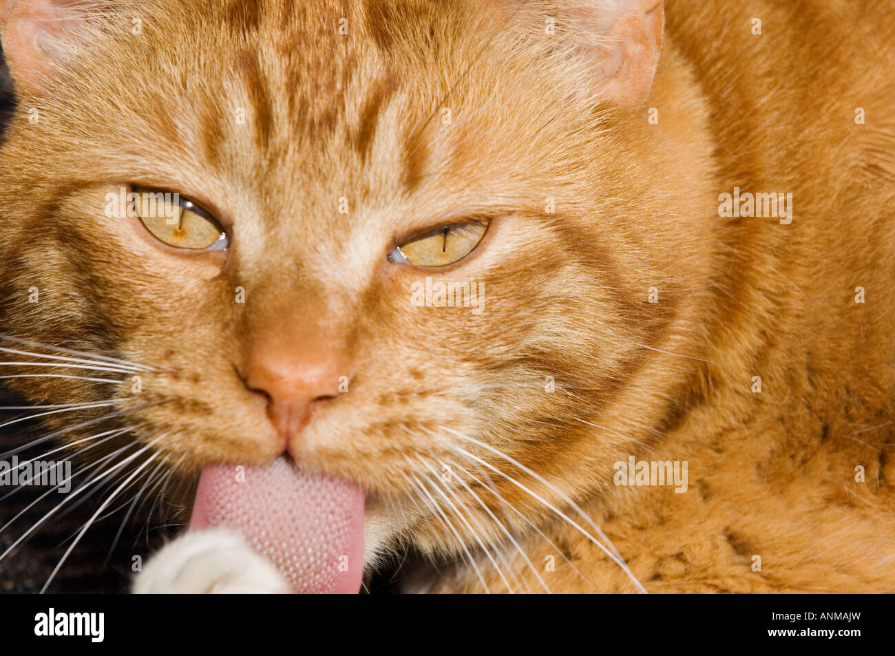 Orange gatto domestico close up leccare paw guardando la fotocamera Foto Stock