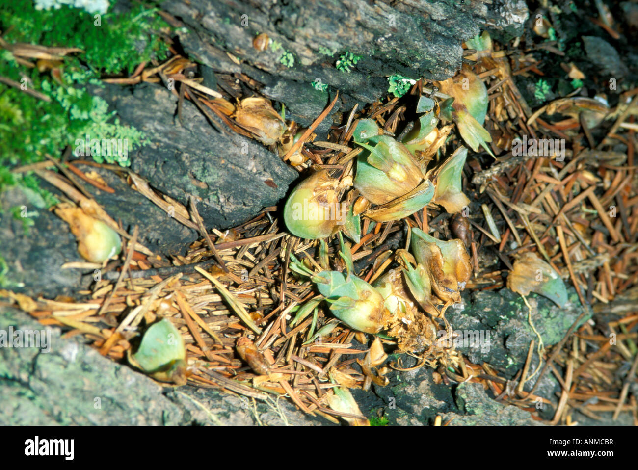 Scoiattolo rosso Tamiasciurus hudsonicus Nuovo Messico Stati Uniti Luglio Douglas Fir cone pezzi dopo lo scoiattolo ha mangiato i semi Foto Stock