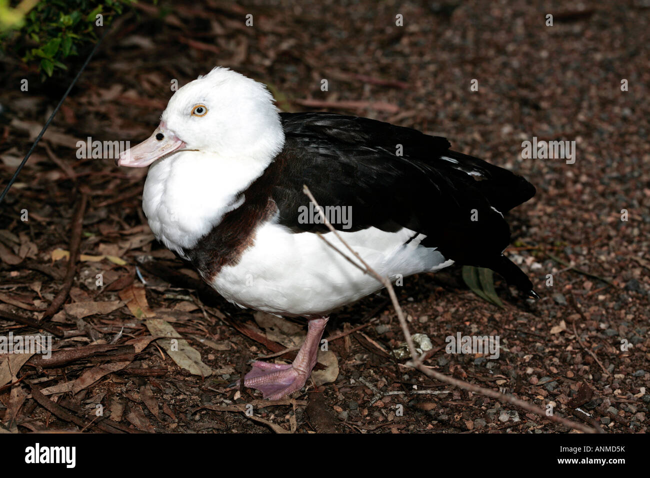 Anatra di burdekin immagini e fotografie stock ad alta risoluzione Alamy