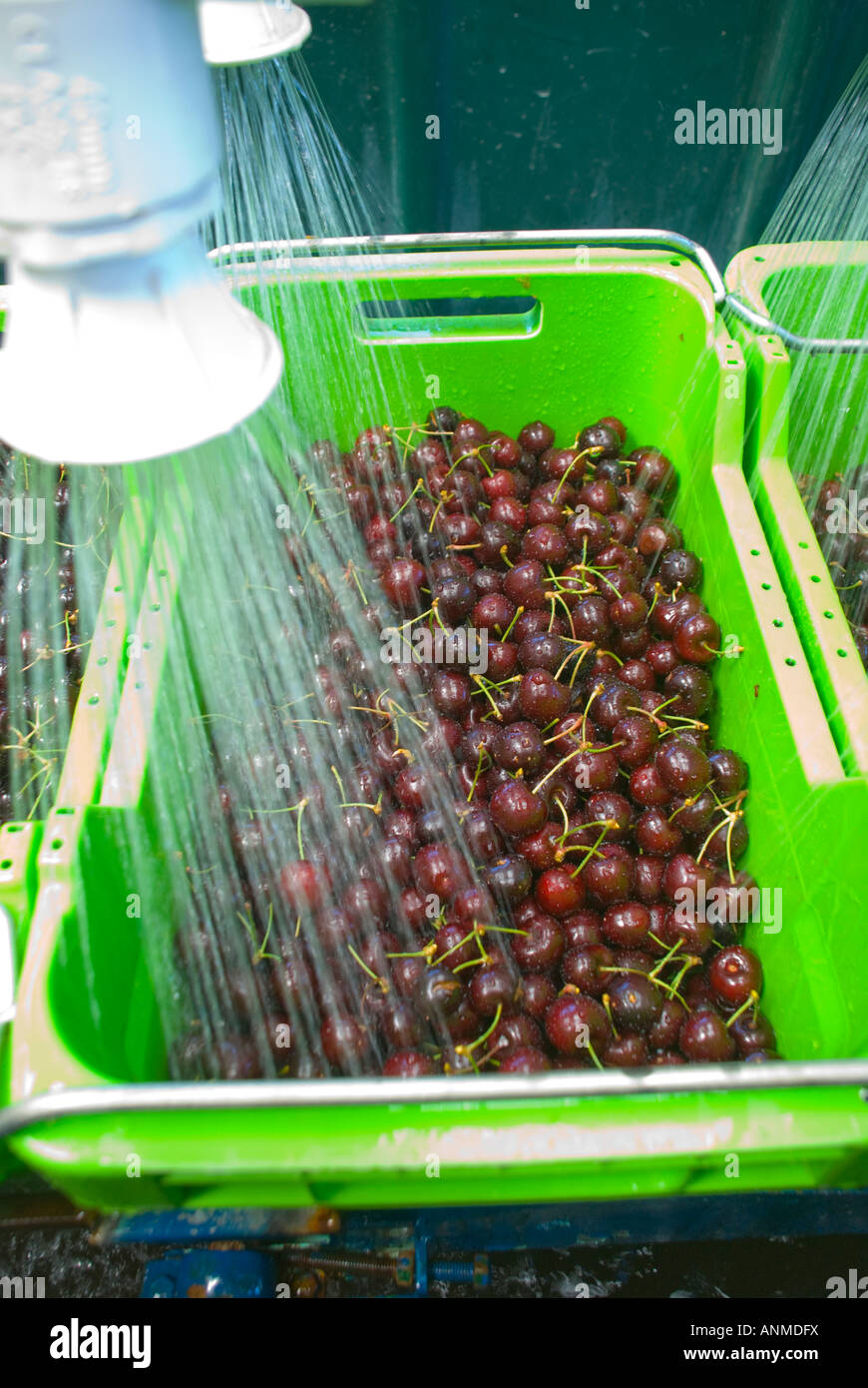 Mature classificato le ciliegie essendo lavato prima del confezionamento Foto Stock