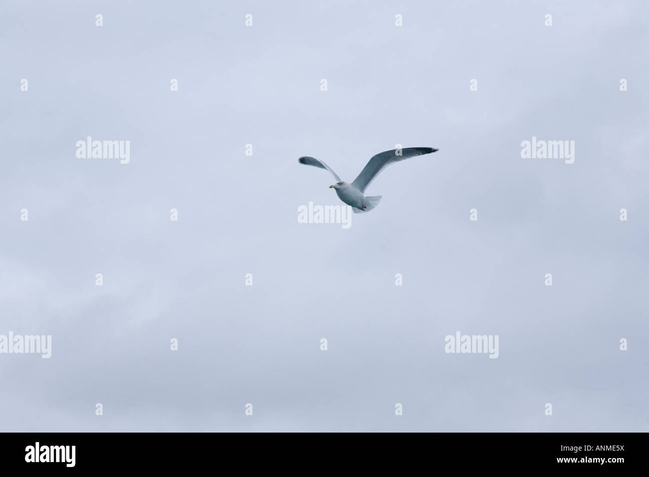 Lone seagull con cielo cupo, St Mawes Cornwall. Foto Stock