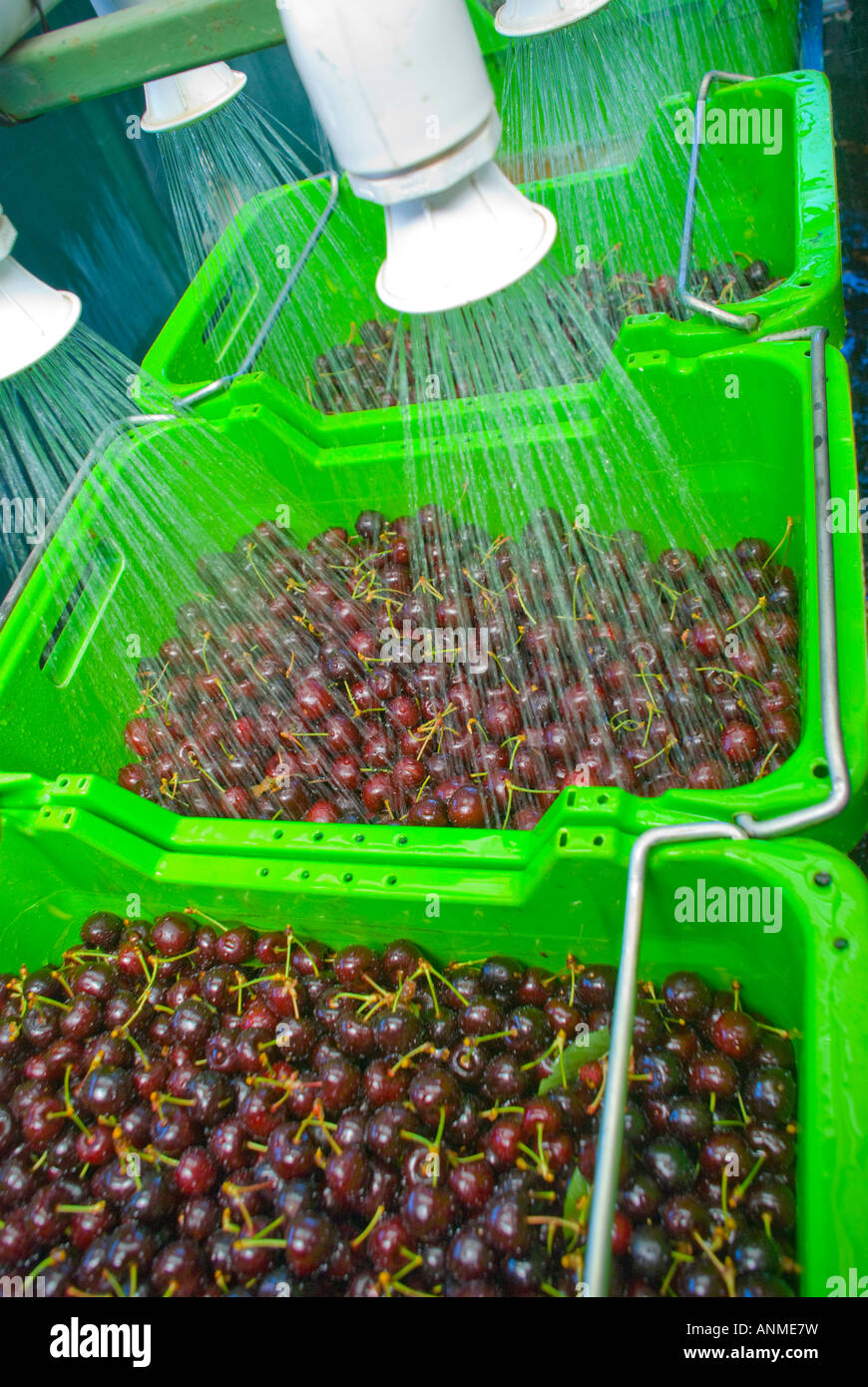 Mature classificato le ciliegie essendo lavato prima del confezionamento Foto Stock