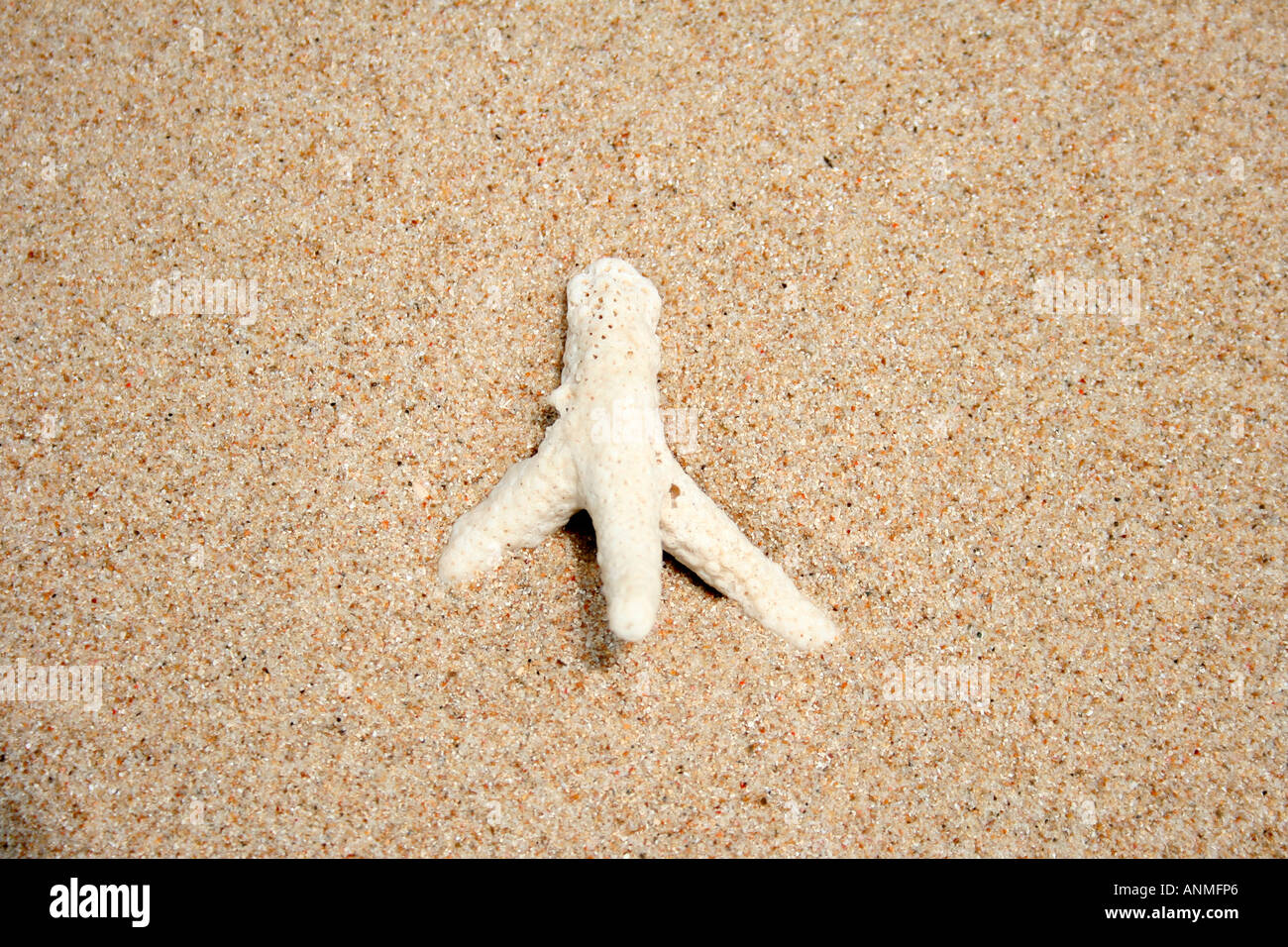 Chiudere fino a un bianco a tre biforcato conchiglia di mare nella spiaggia di sabbia a Jolly spiaggia di Boa nelle Andamane Foto Stock
