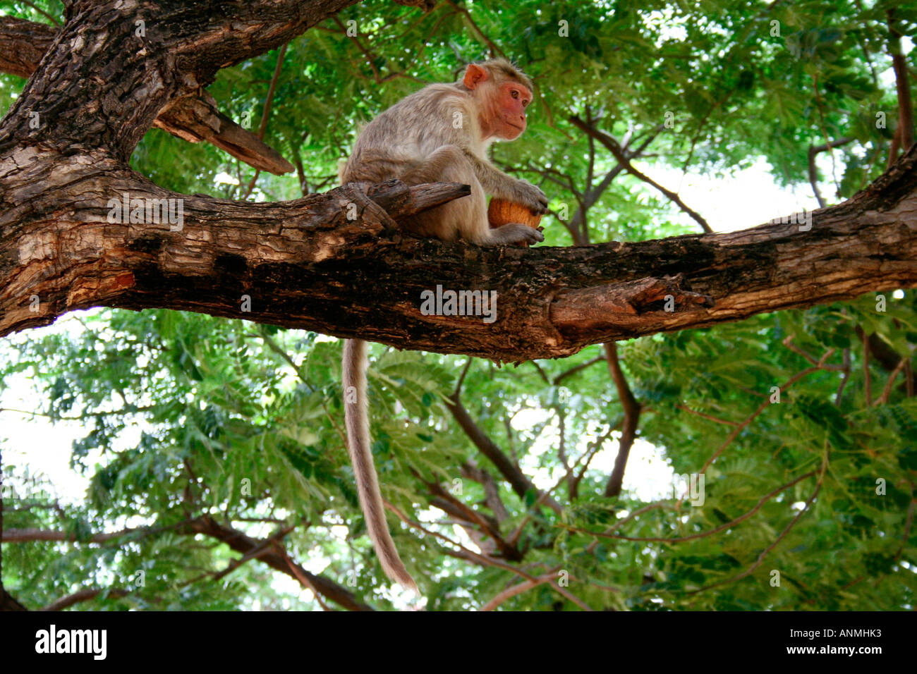 Una scimmia tenendo una noce di cocco seduto su un ramo di un albero con la sua lunga coda penzolante verso il basso e un baldacchino verde sopra di lui Foto Stock