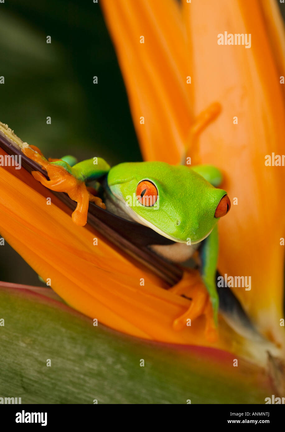 Raganella sul fiore Foto Stock