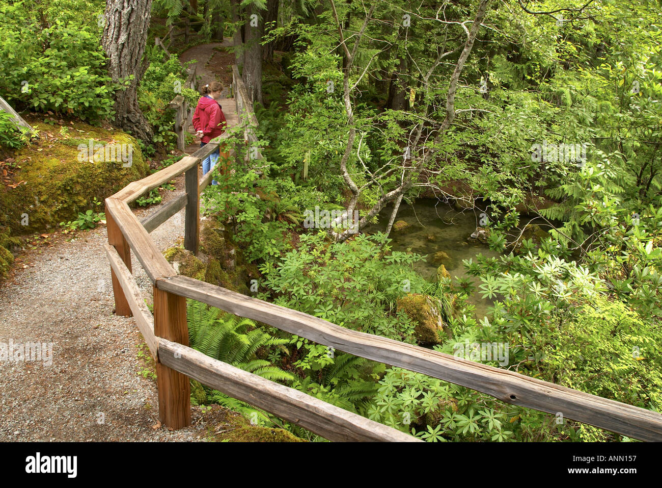 Scaletta Creek Falls Trail Newhalem Seattle City Light Company Ross Lake National Recreation Area Foto Stock