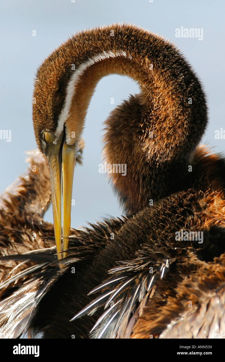 African Darter pulizia di piume, Marievale Bird Sanctuary, Sud Africa Foto Stock