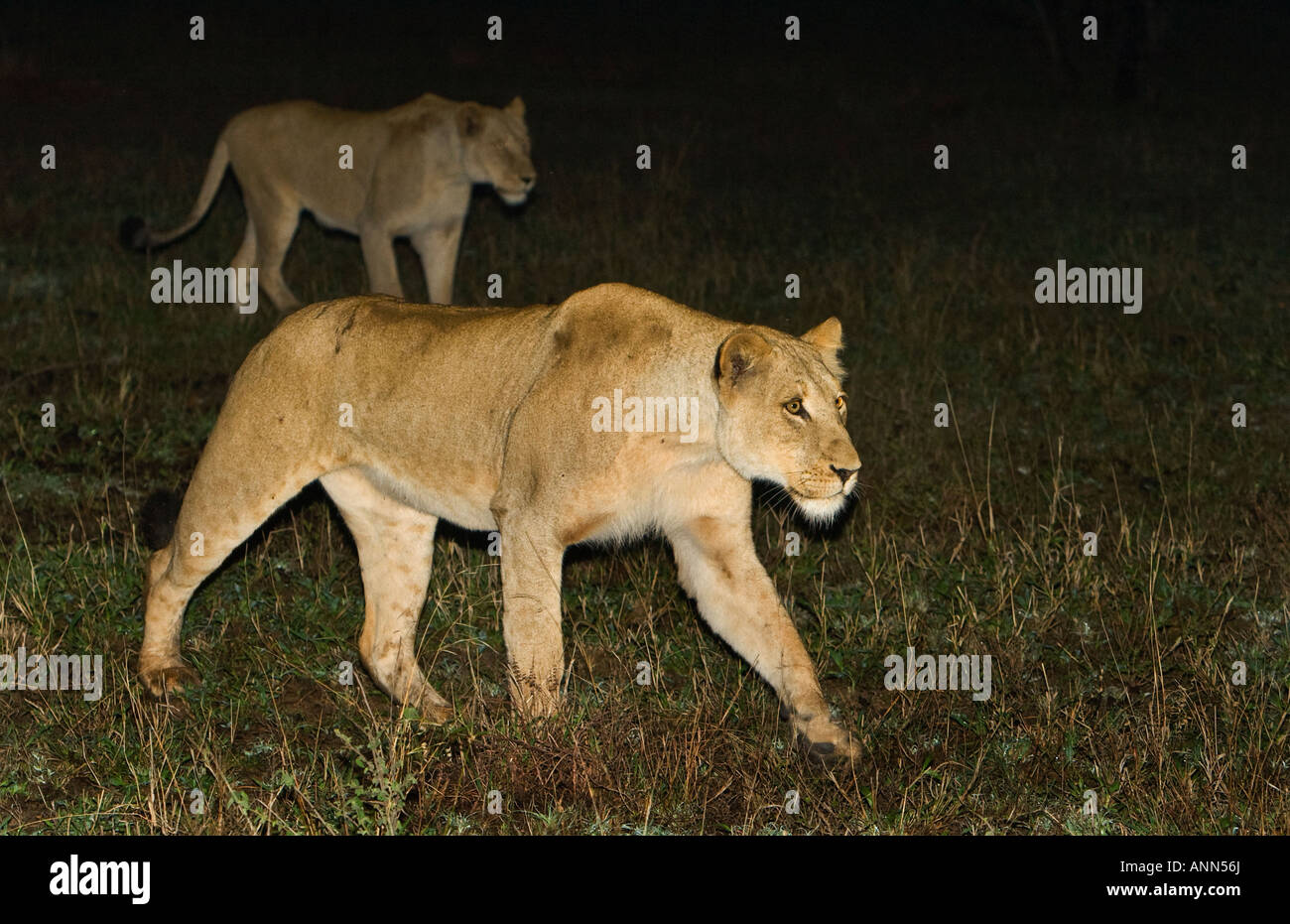I Lions a piedi di notte, il maggiore parco nazionale Kruger, Sud Africa Foto Stock