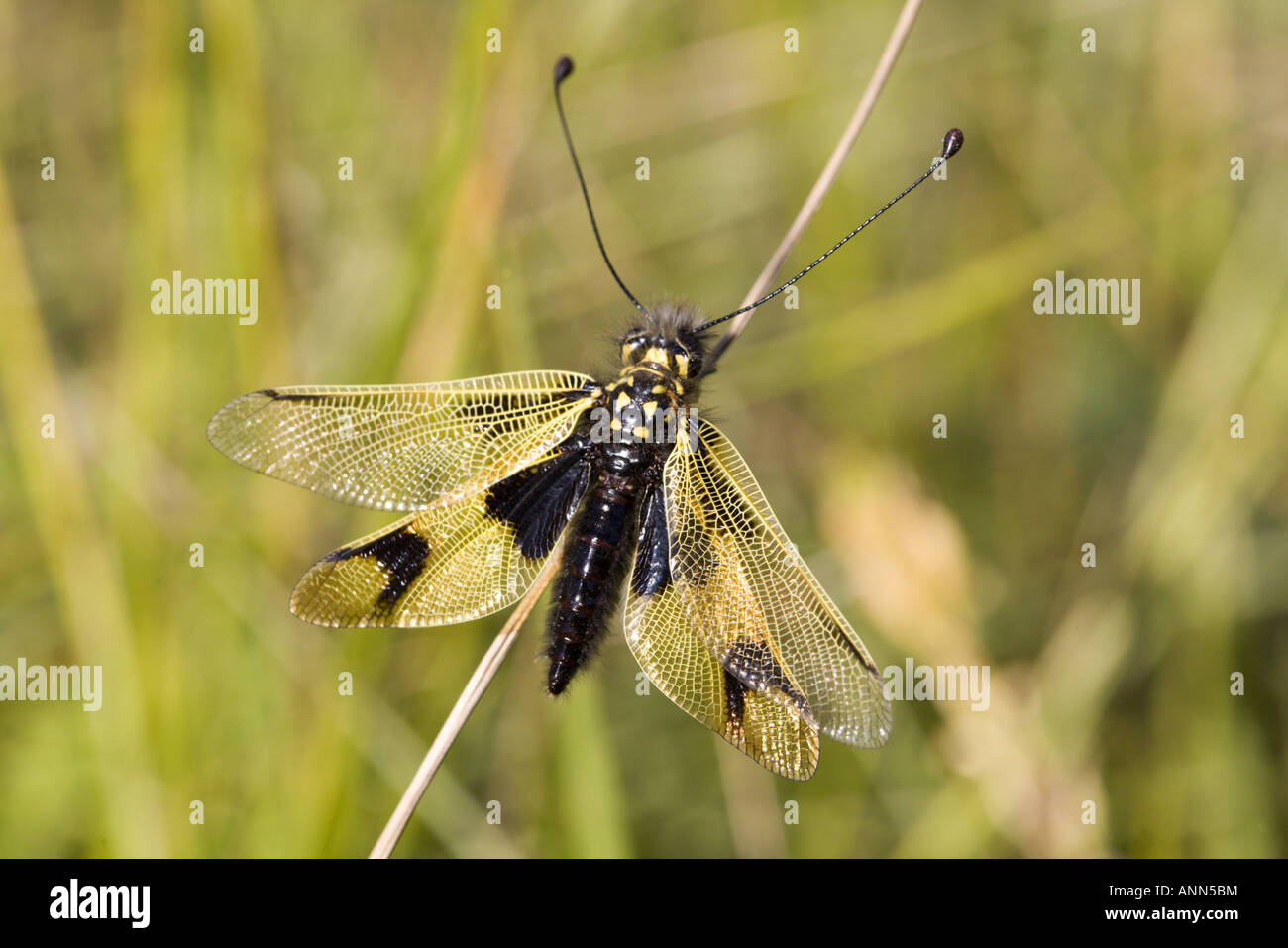 Close up (Owlfly libelloides Ascalaphus) Foto Stock