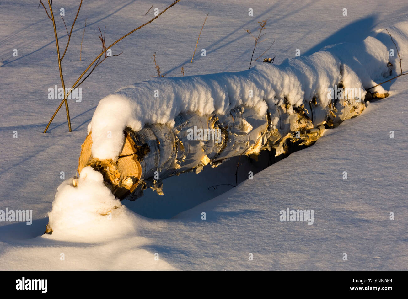 Betulla con beaver danno maggiore Sudbury, Ontario Foto Stock