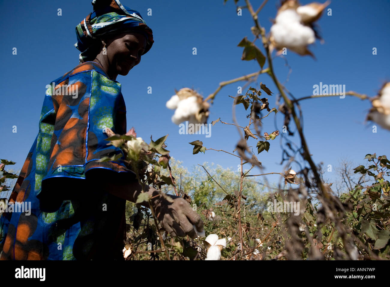 Bintou Dembele coltivatore di cotone di Djidian Mali Foto Stock