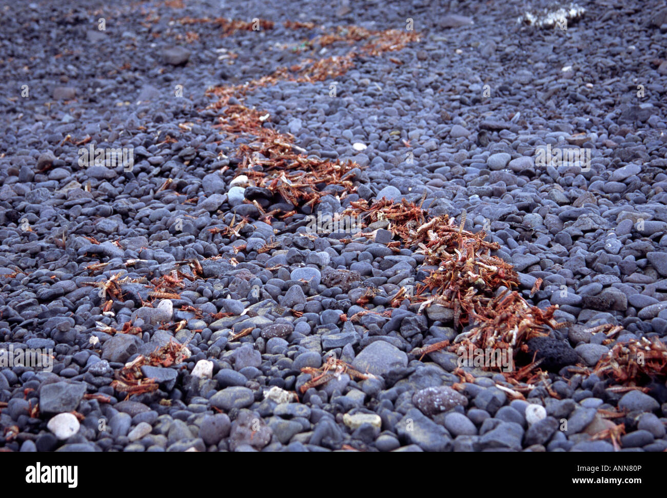 Resti di una cavalletta sciame si è incagliata su una spiaggia a Fuerteventura, Canarie, Spagna Foto Stock