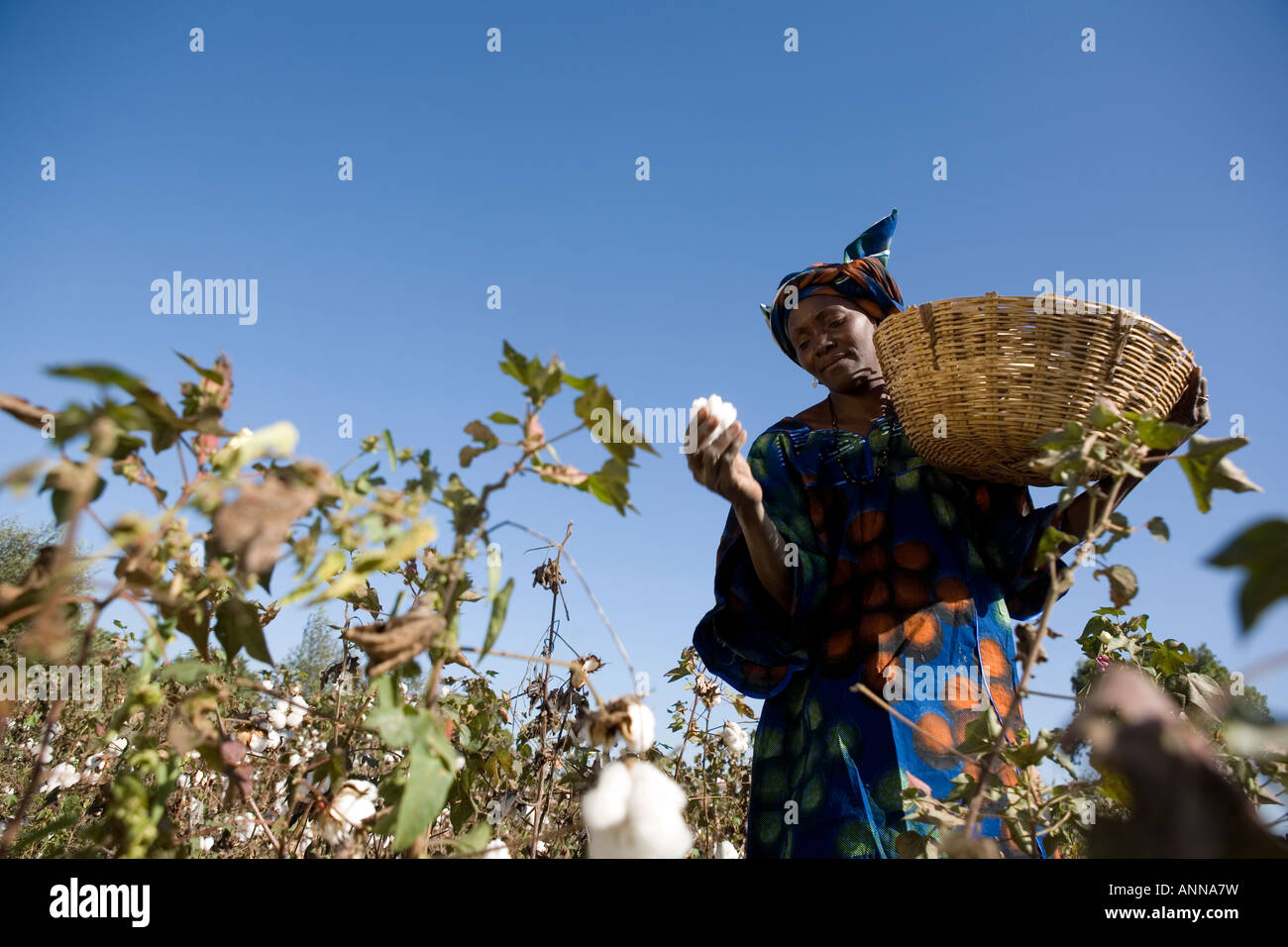 Bintou Dembele coltivatore di cotone di Djidian Mali Foto Stock