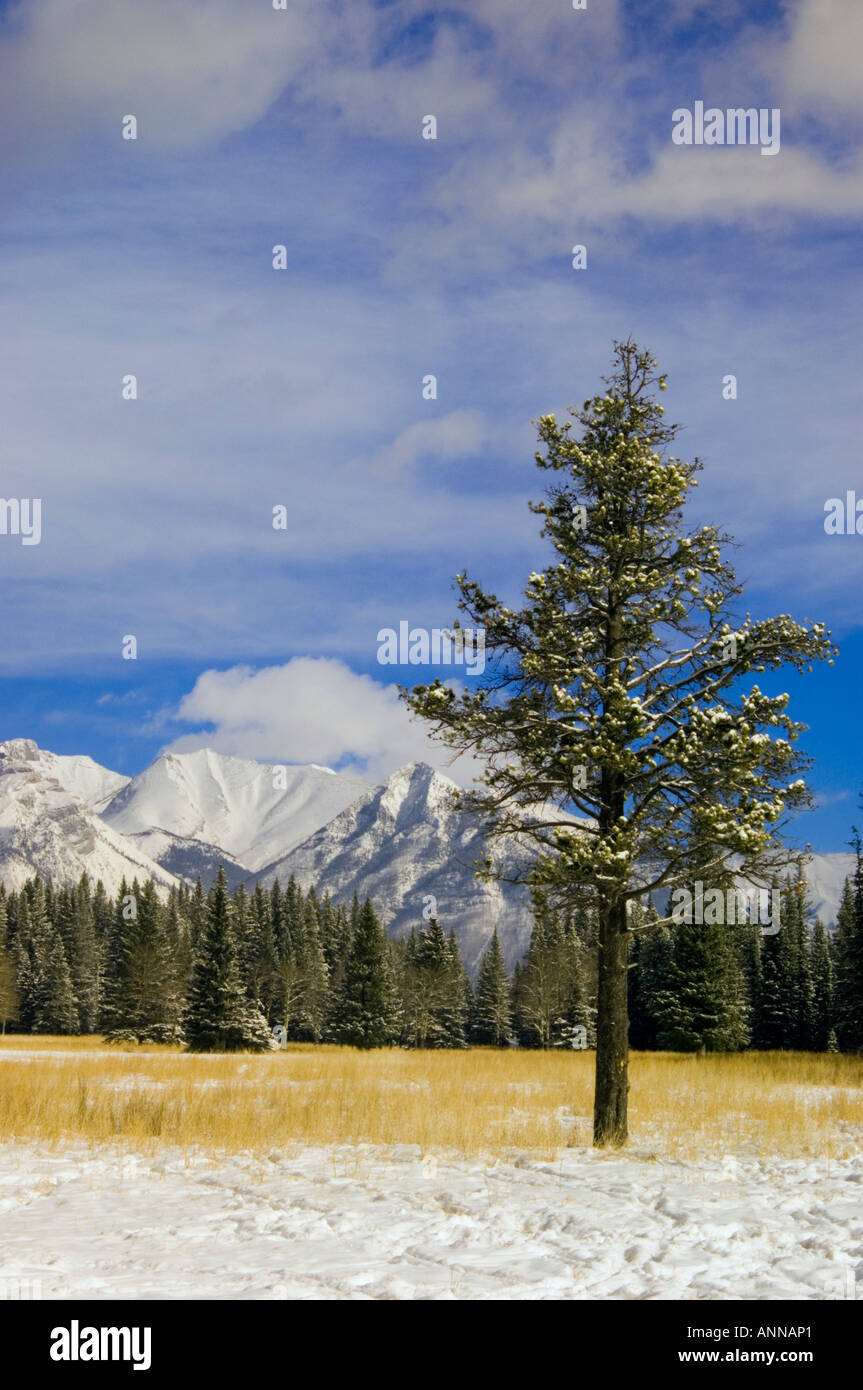 La cascata dei prati con la neve fresca, il Parco Nazionale di Banff- Lago Minnewonka Rd, Alberta, Canada Foto Stock
