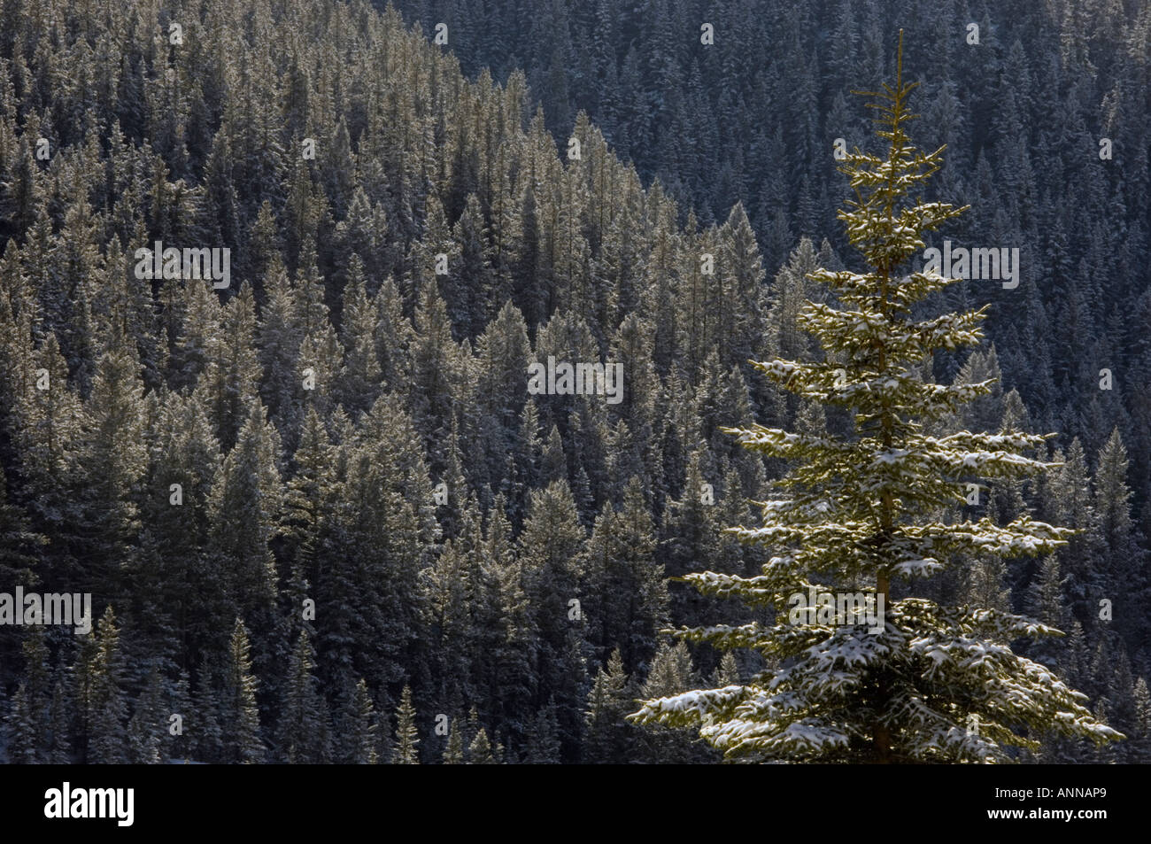 Pino e boscose pendici, il Parco Nazionale di Banff- Lago Minnewonka Rd, Alberta, Canada Foto Stock