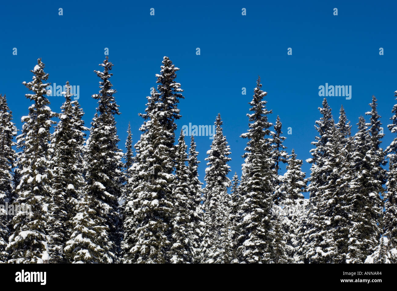 Lodgepole pino con neve fresca, il Parco Nazionale di Banff- Lago Louise, Alberta, Canada Foto Stock